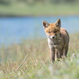 Fox cubs